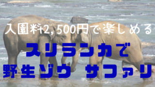 ゾウサファリ