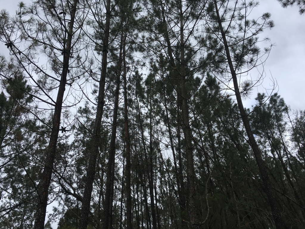 f:id:l-traveler-lovetabi:20180409032807j:plain f:id:l-traveler-lovetabi:20180409032807j:plain