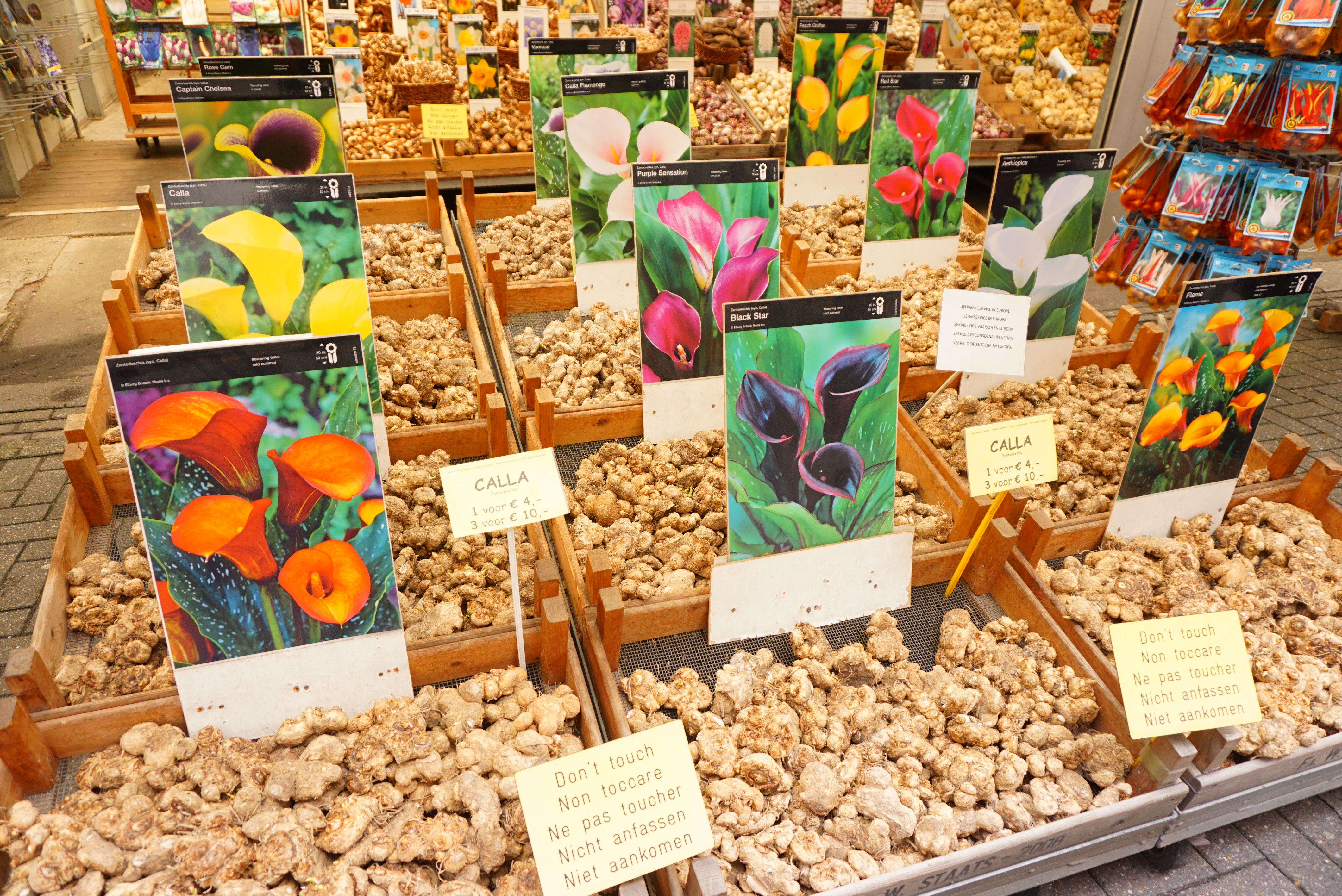 アムステルダム花市場