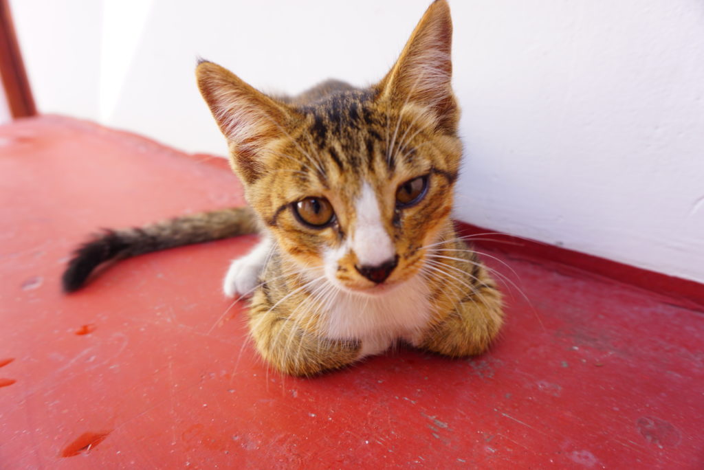 猫