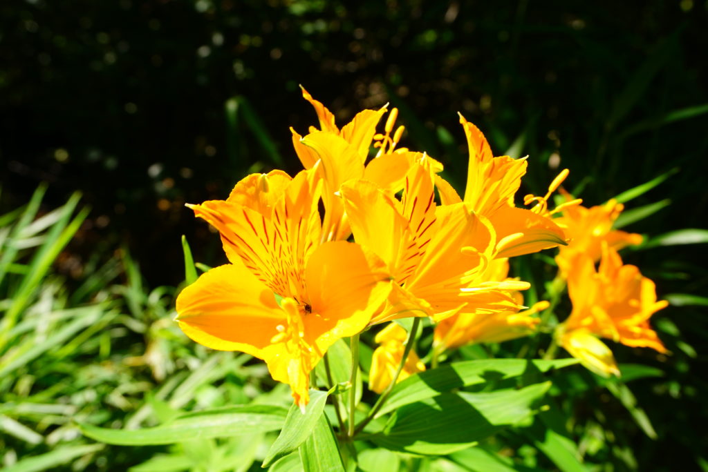 バリローチェに咲く花